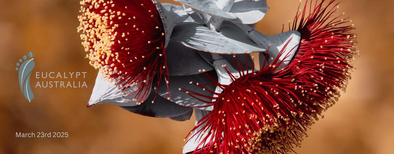 Featured image for “Celebrating an Australian Icon”