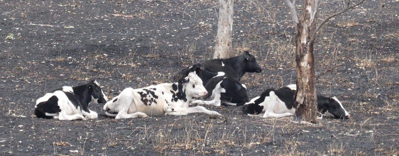 Featured image for “When Fire Strikes Close to Home: Landcare in Action”